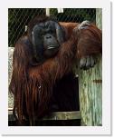 Orangutan_M (1) * MINYAK ist anders. * 512 x 640 * (321KB)